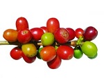 ripe coffee beans