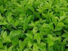 tea plant leaves